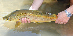 Southland Trout Fishig
